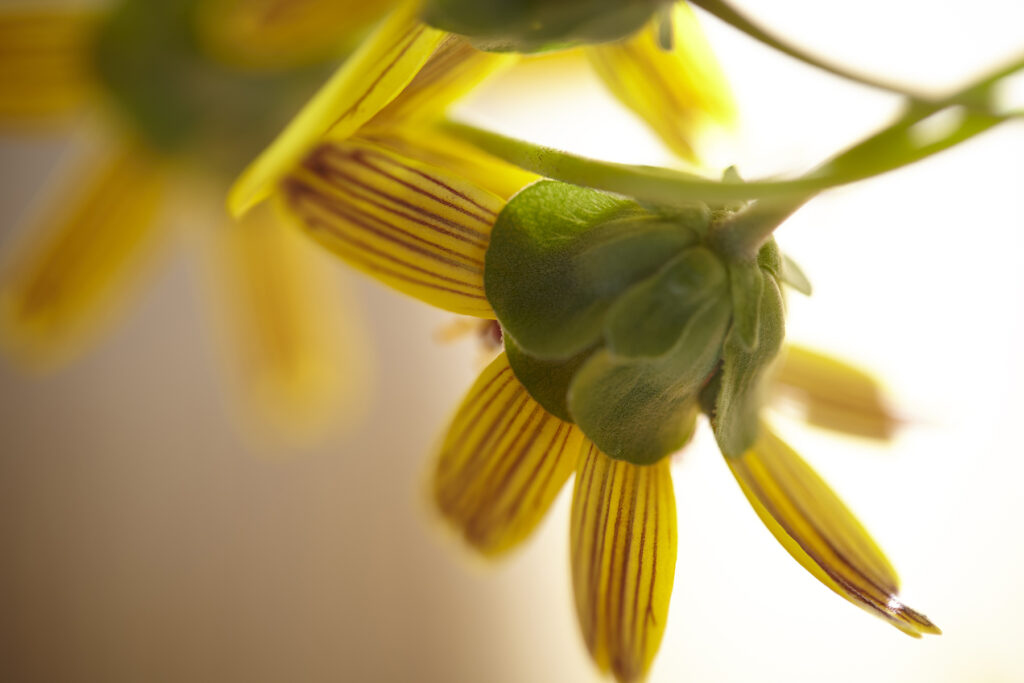 Kevin Black: Chocolate Flower