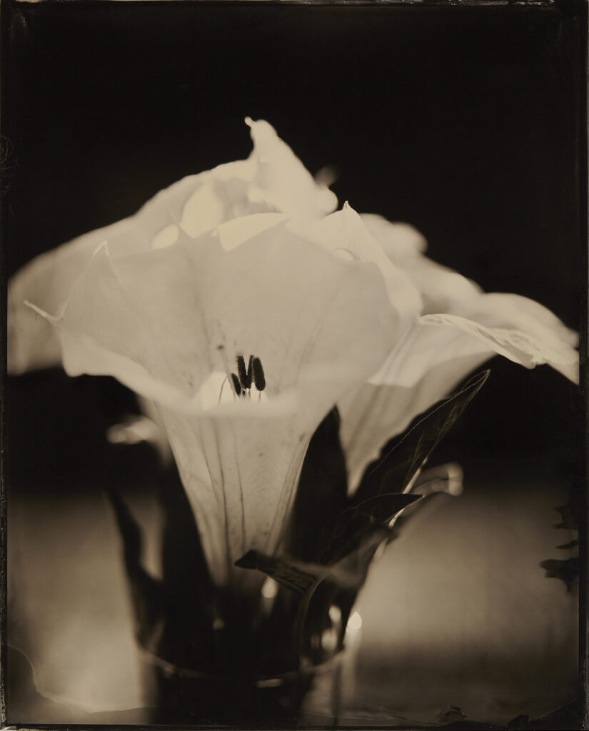 Kevin Black: Datura II