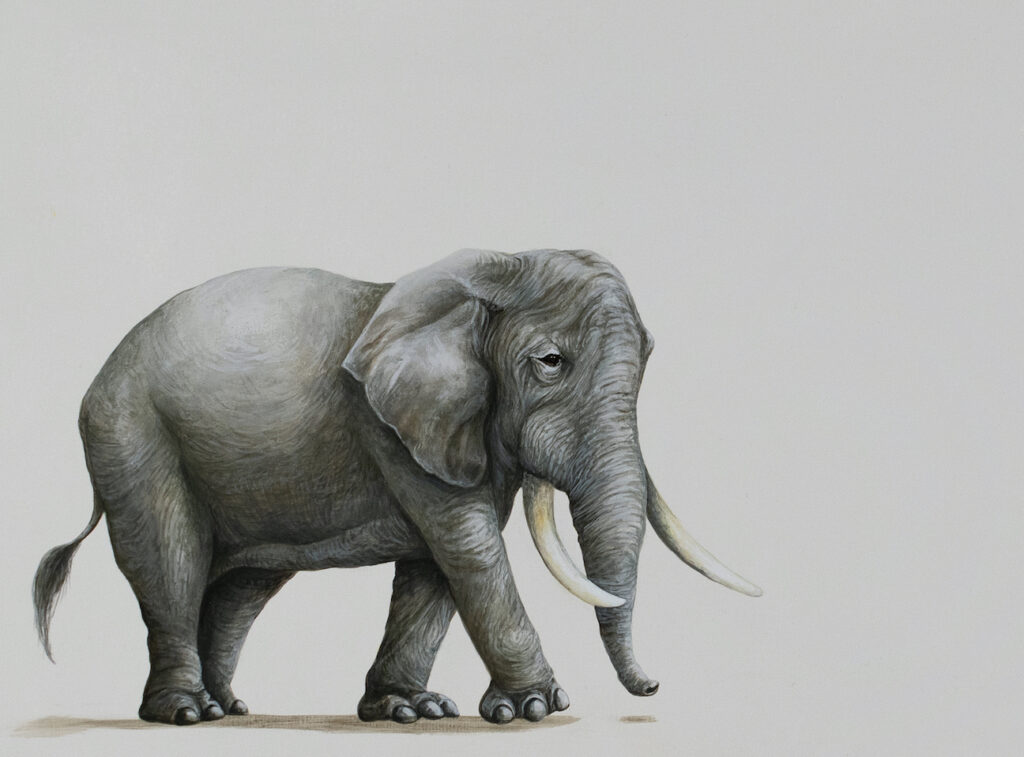 Tricia George: Elephant Walking