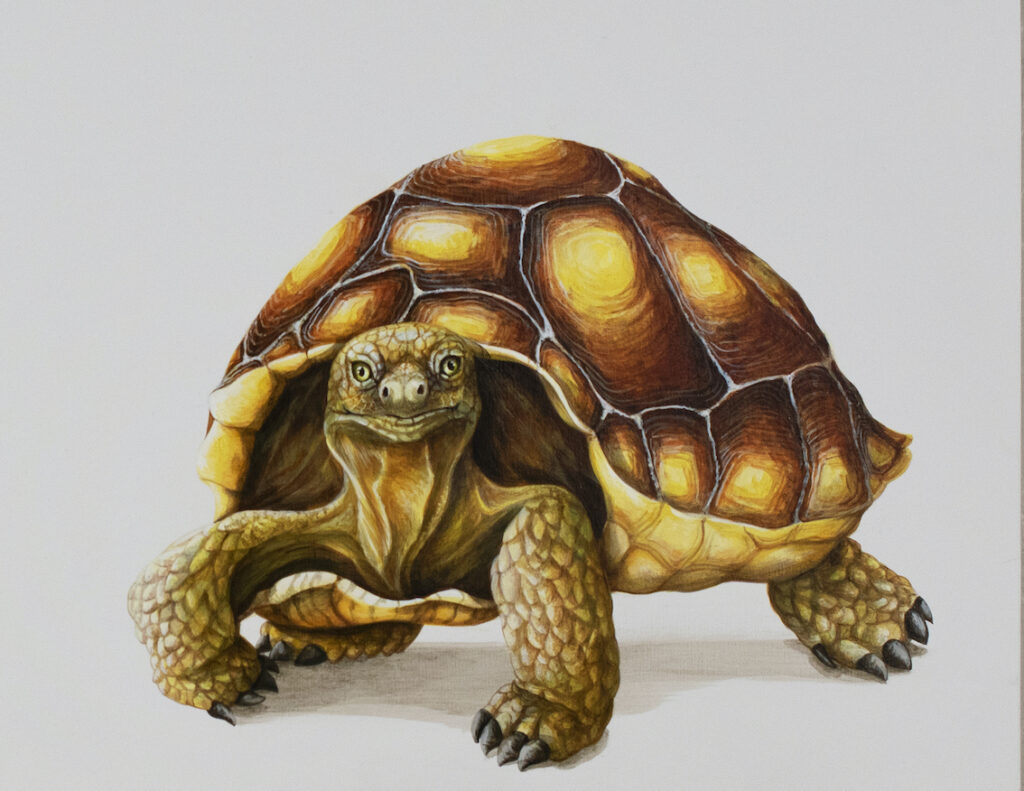 Tricia George: The Desert Tortoise