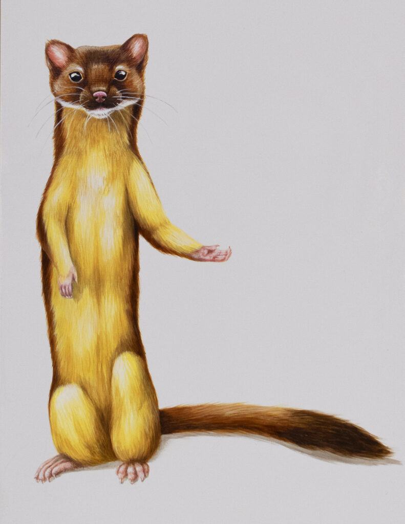 Tricia George: The Long-Tailed Weasel