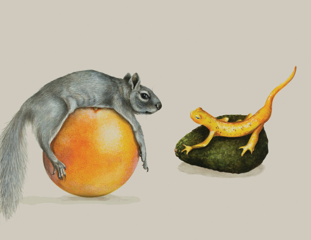 Tricia George: The Squirrel and The Newt
