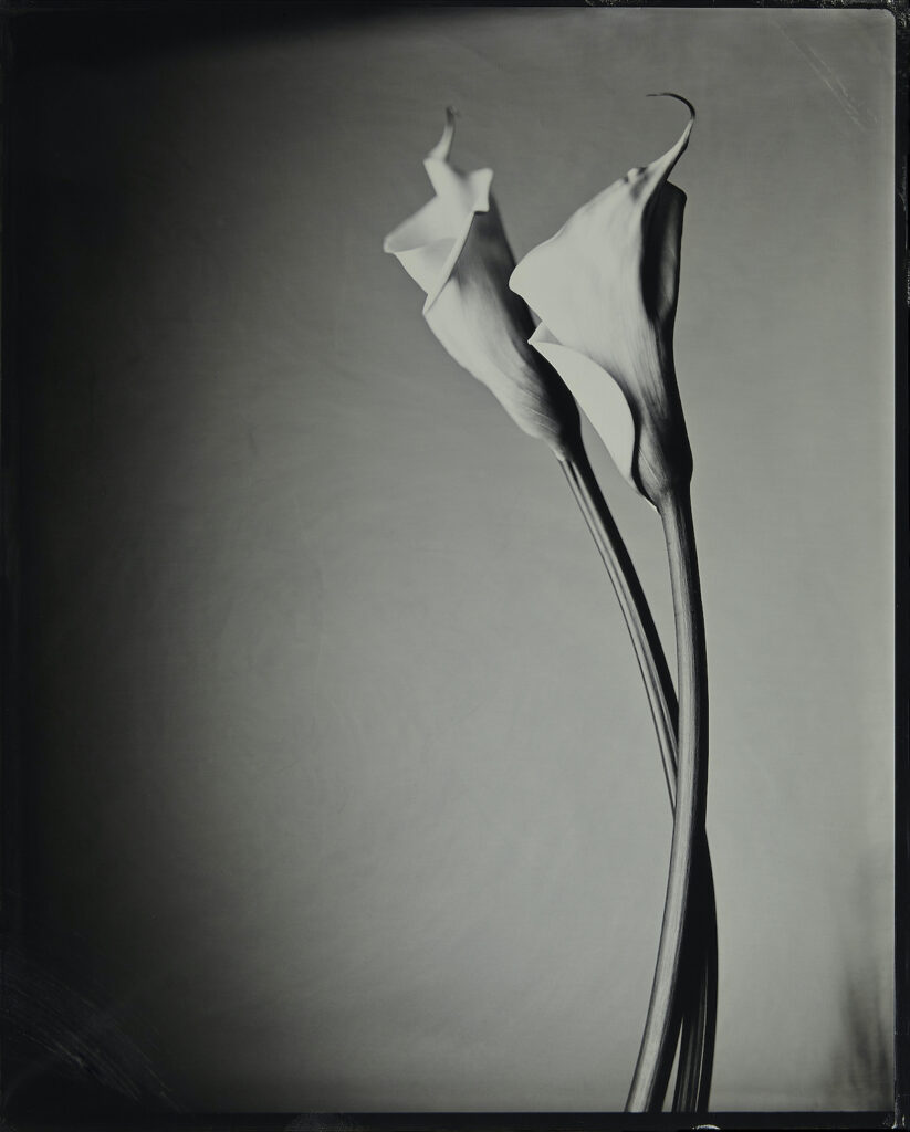 Kevin Black: Calla Lily II