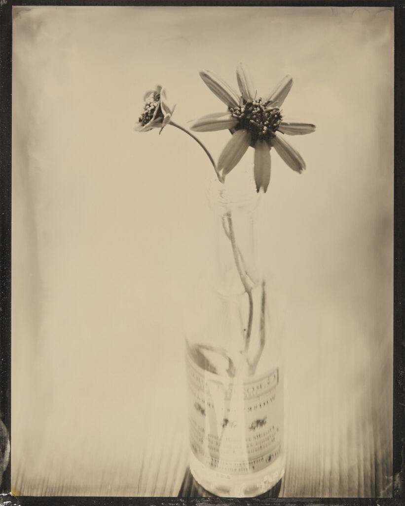 Kevin Black: Chocolate Flower &amp; Bottle