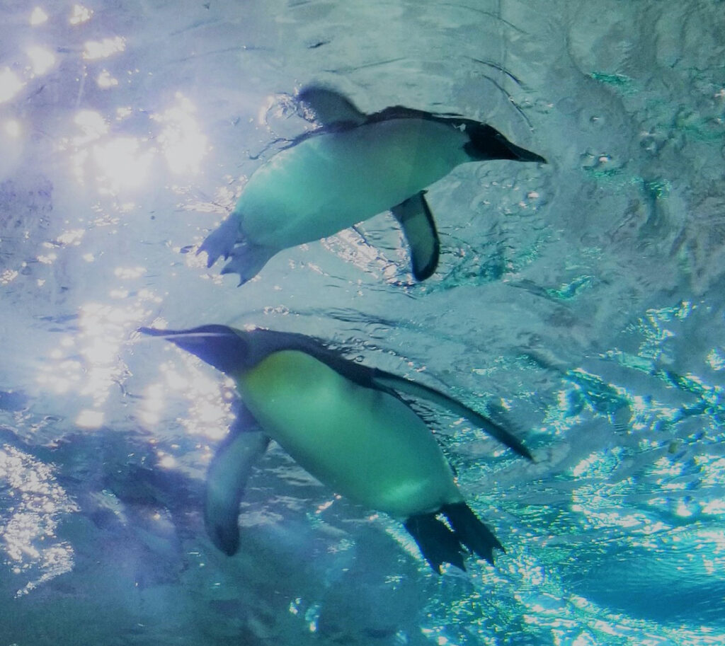 Jen Jaciw: Penguin Pair