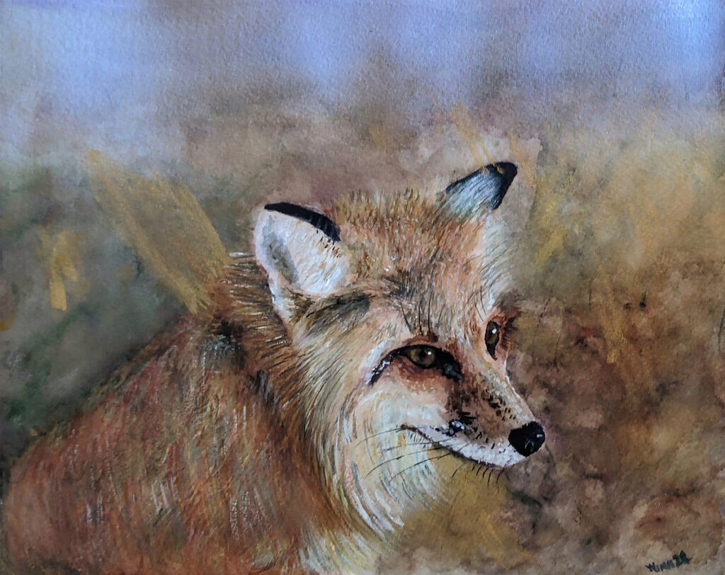 Penny Winn: Fox Portrait