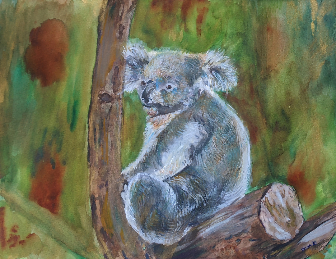 Penny Winn: Koala