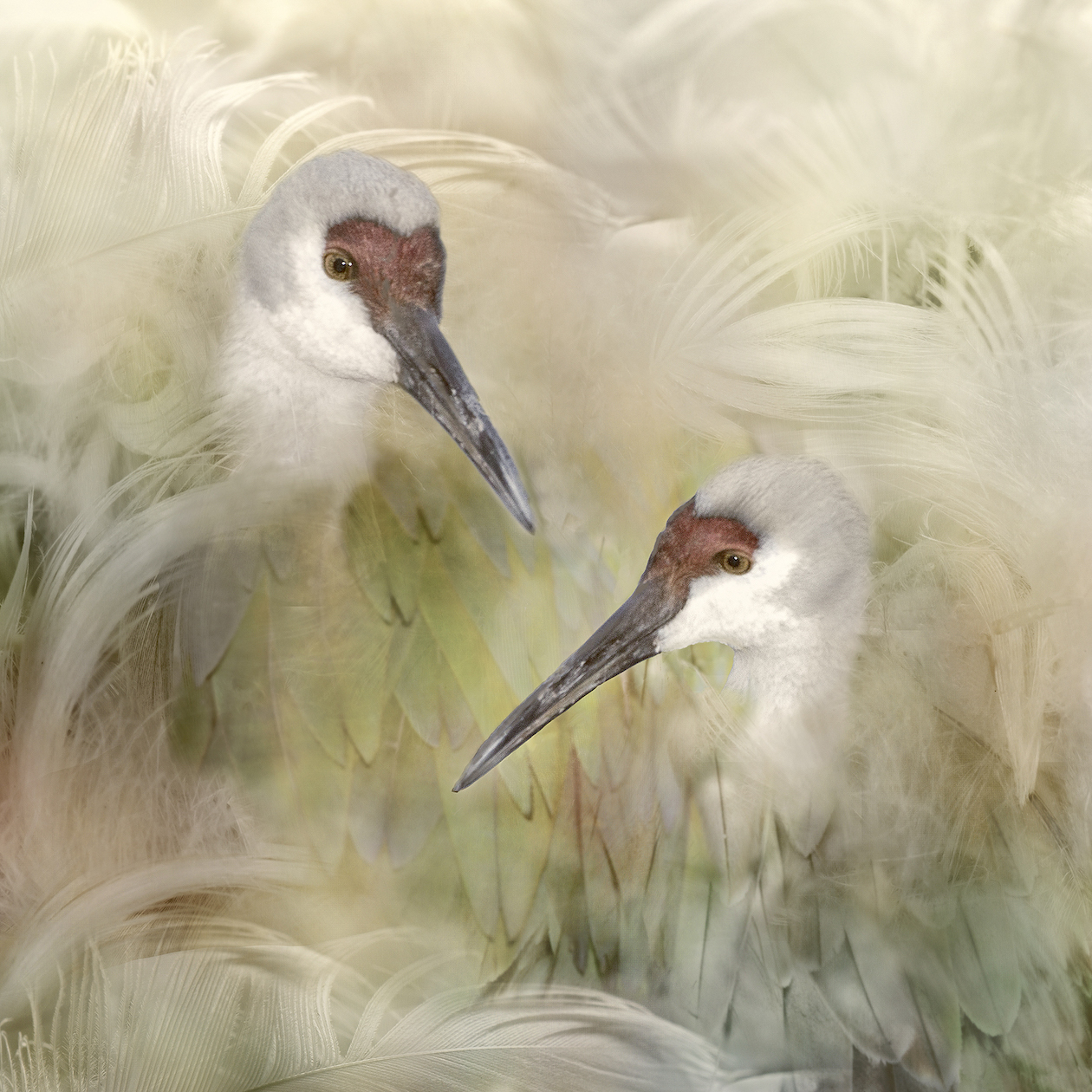 Sandra Corless: Birds of a Feather
