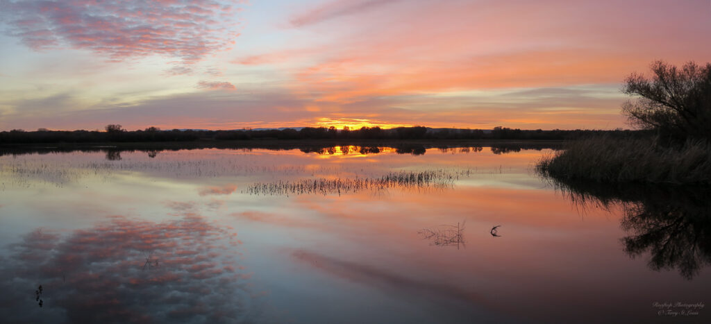 Terry St.Louis: Bosque Dawn 1