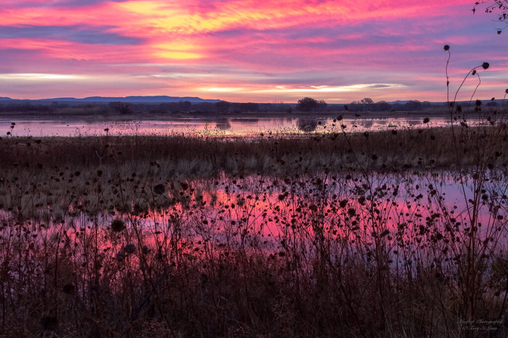 Terry St.Louis: Bosque Dawn 2