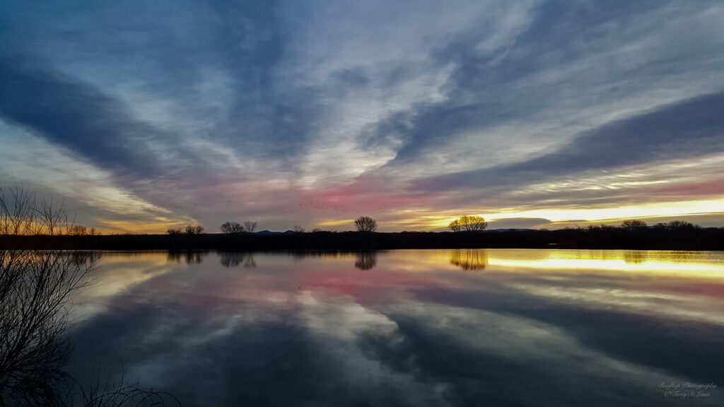 Terry St.Louis: Bosque Dawn 3