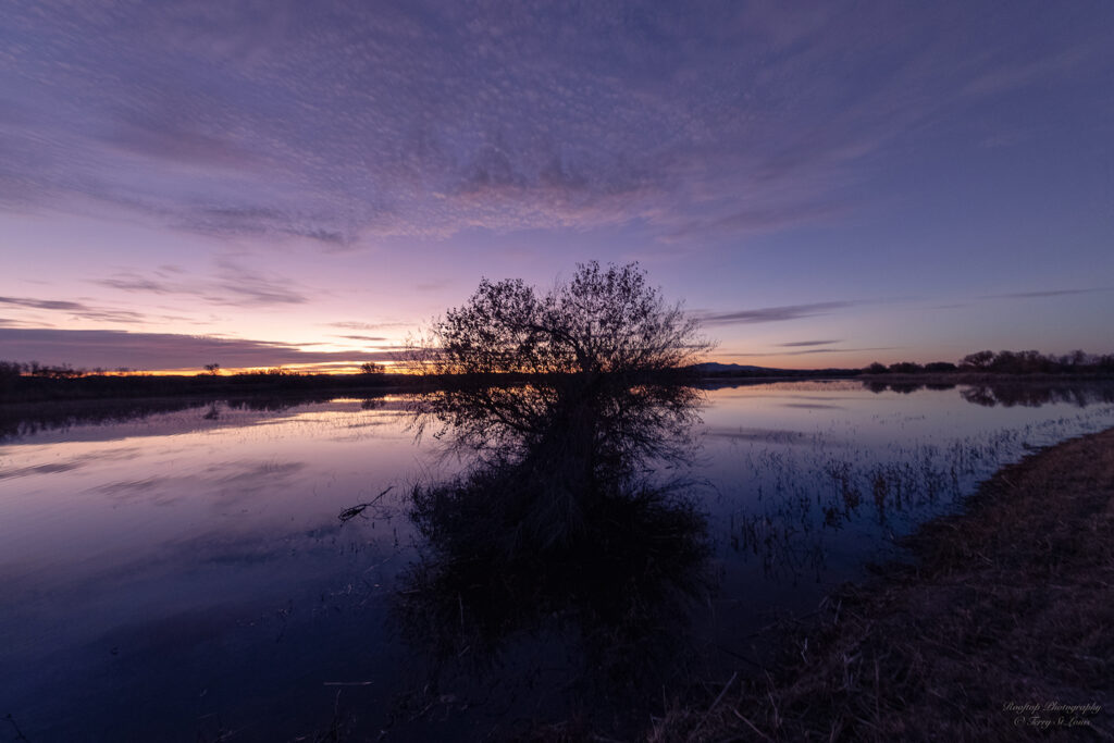 Terry St.Louis: Bosque Dawn 4