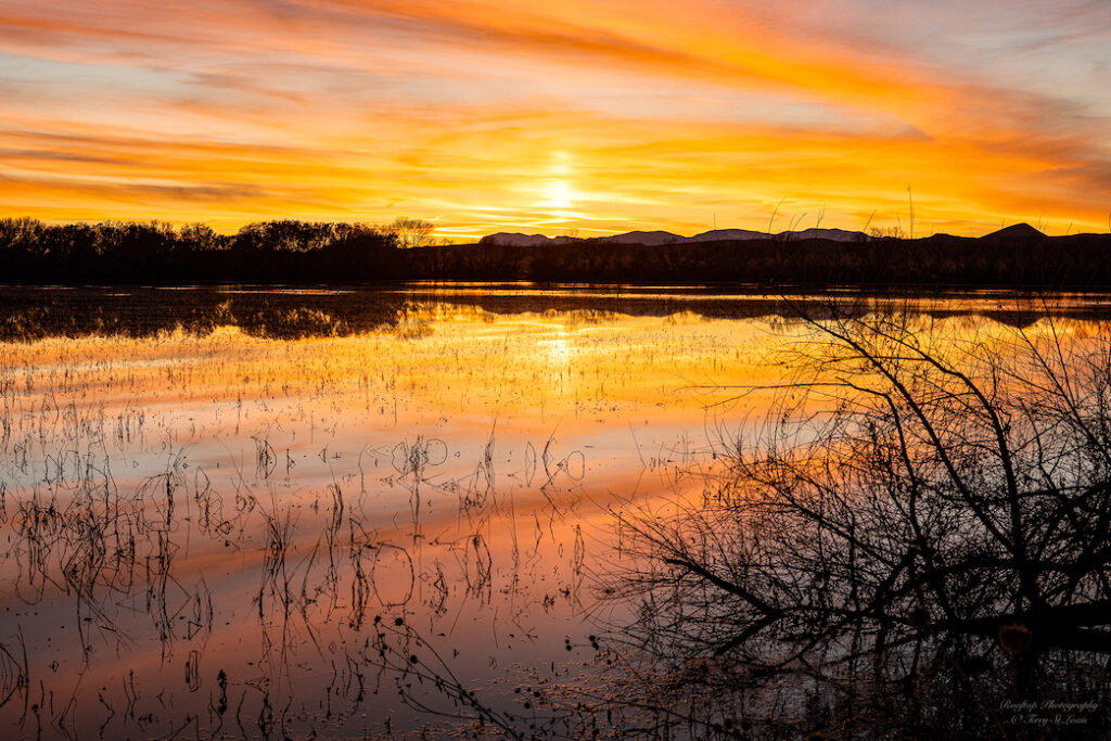 Terry St.Louis: Bosque Sunset
