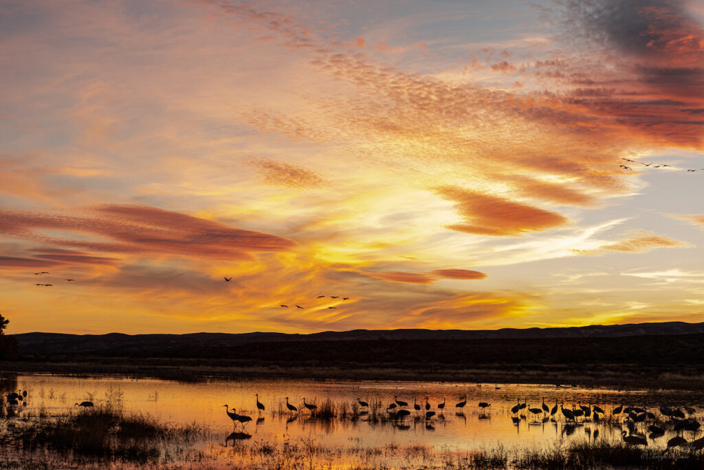 Terry St.Louis: Cranes in the Afterglow