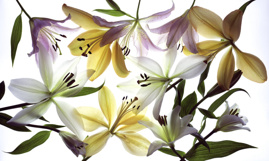 Sandra Corless: Entangled