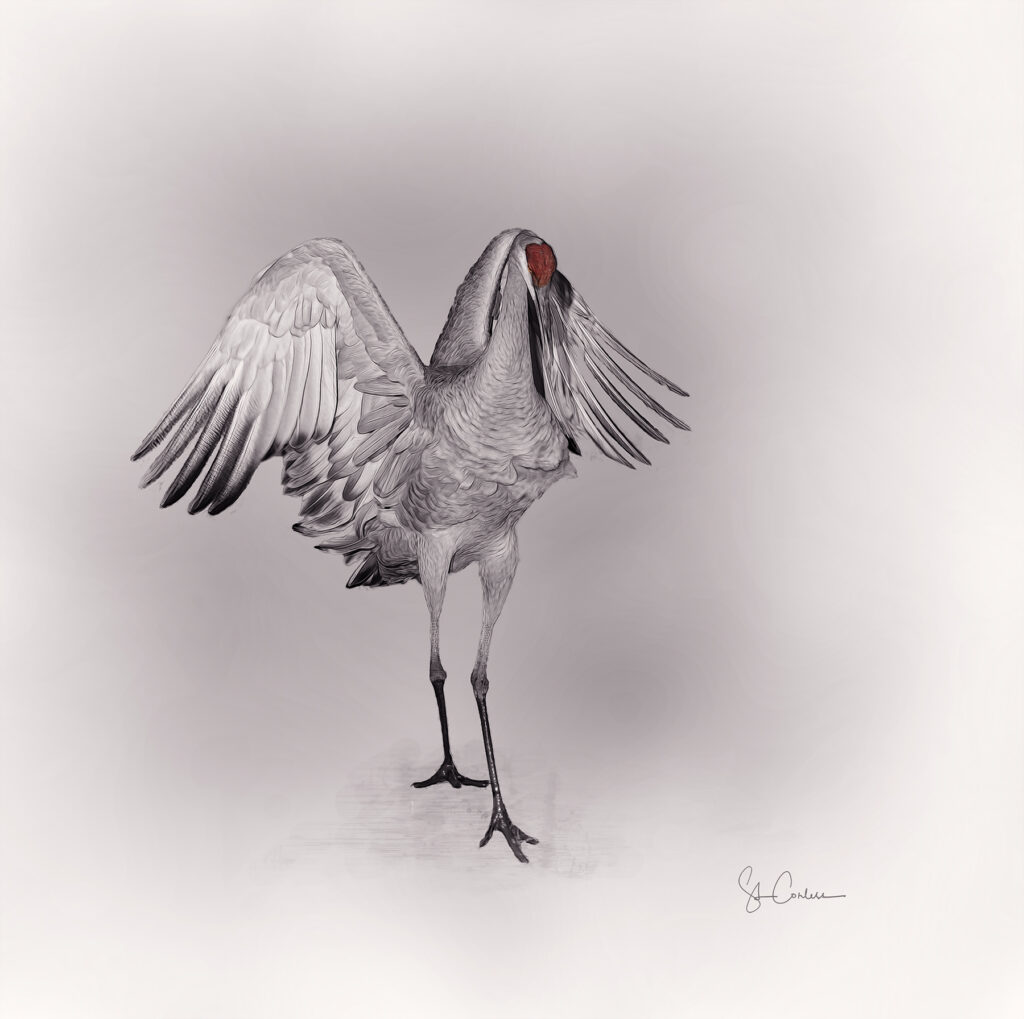 Sandra Corless: Happy Feet