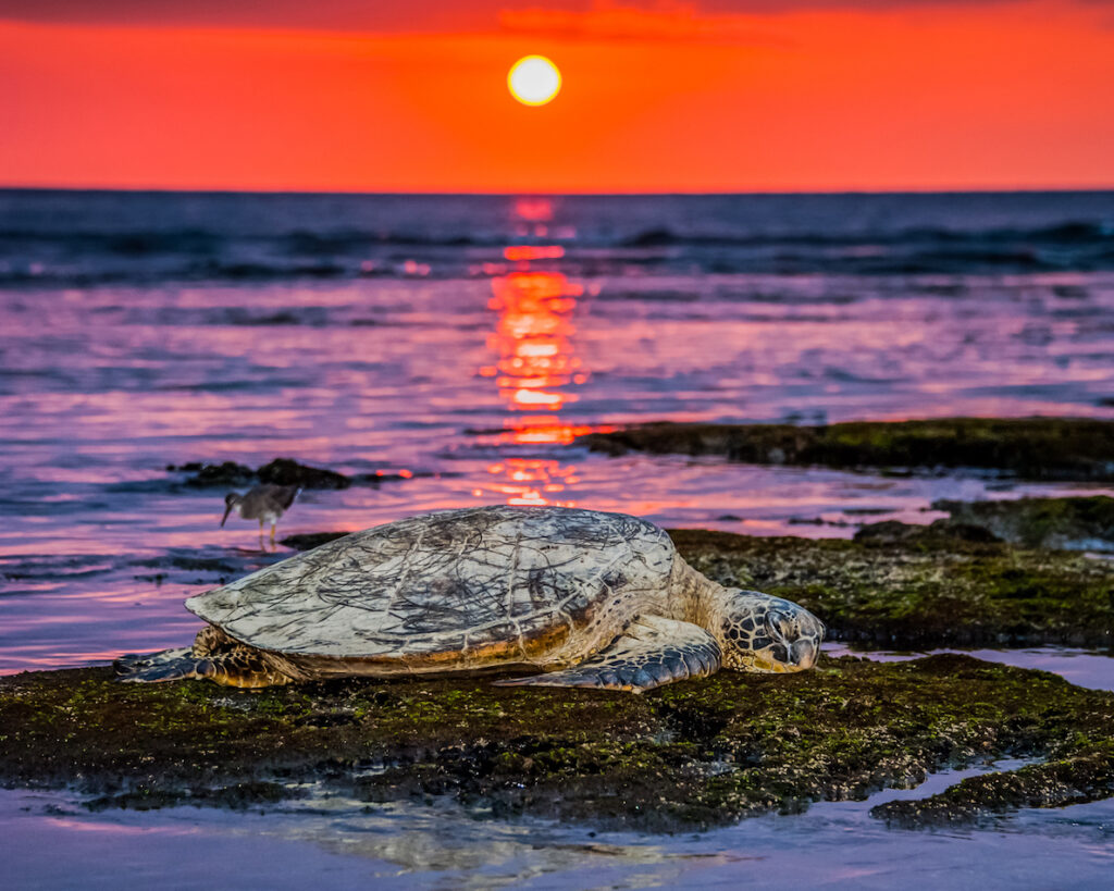 Stan Ford: Honu Sunset