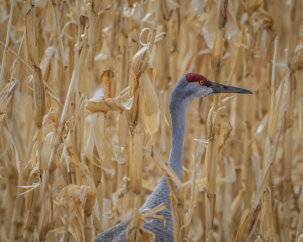 Stan Ford: In the Corn