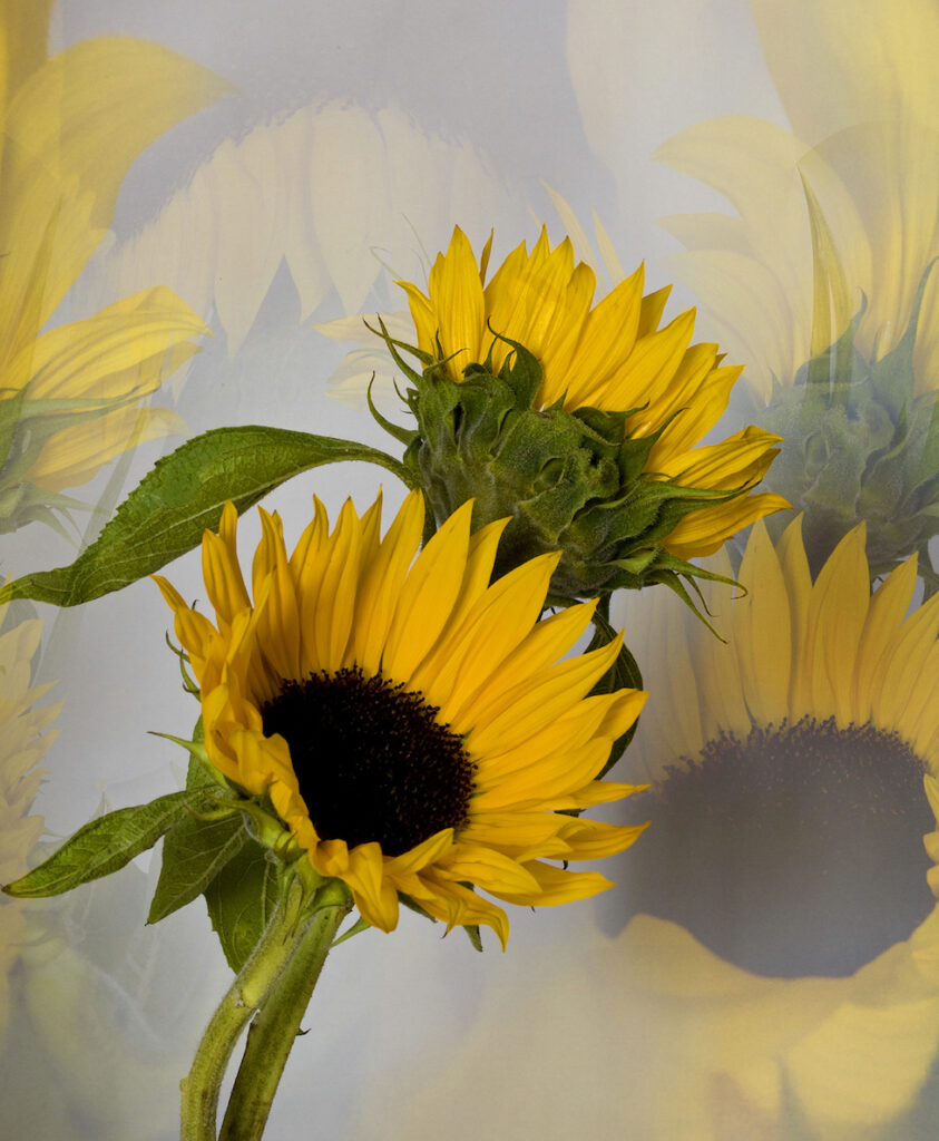 Sandra Corless: Sunny Disposition