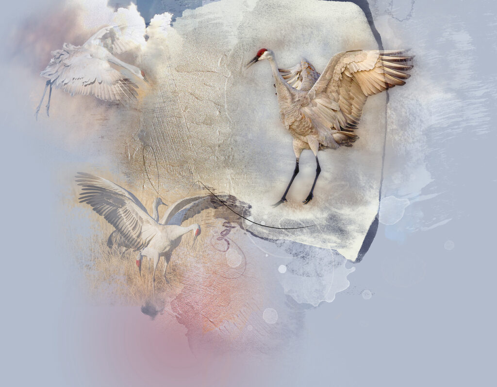 Sandra Corless: The Dance