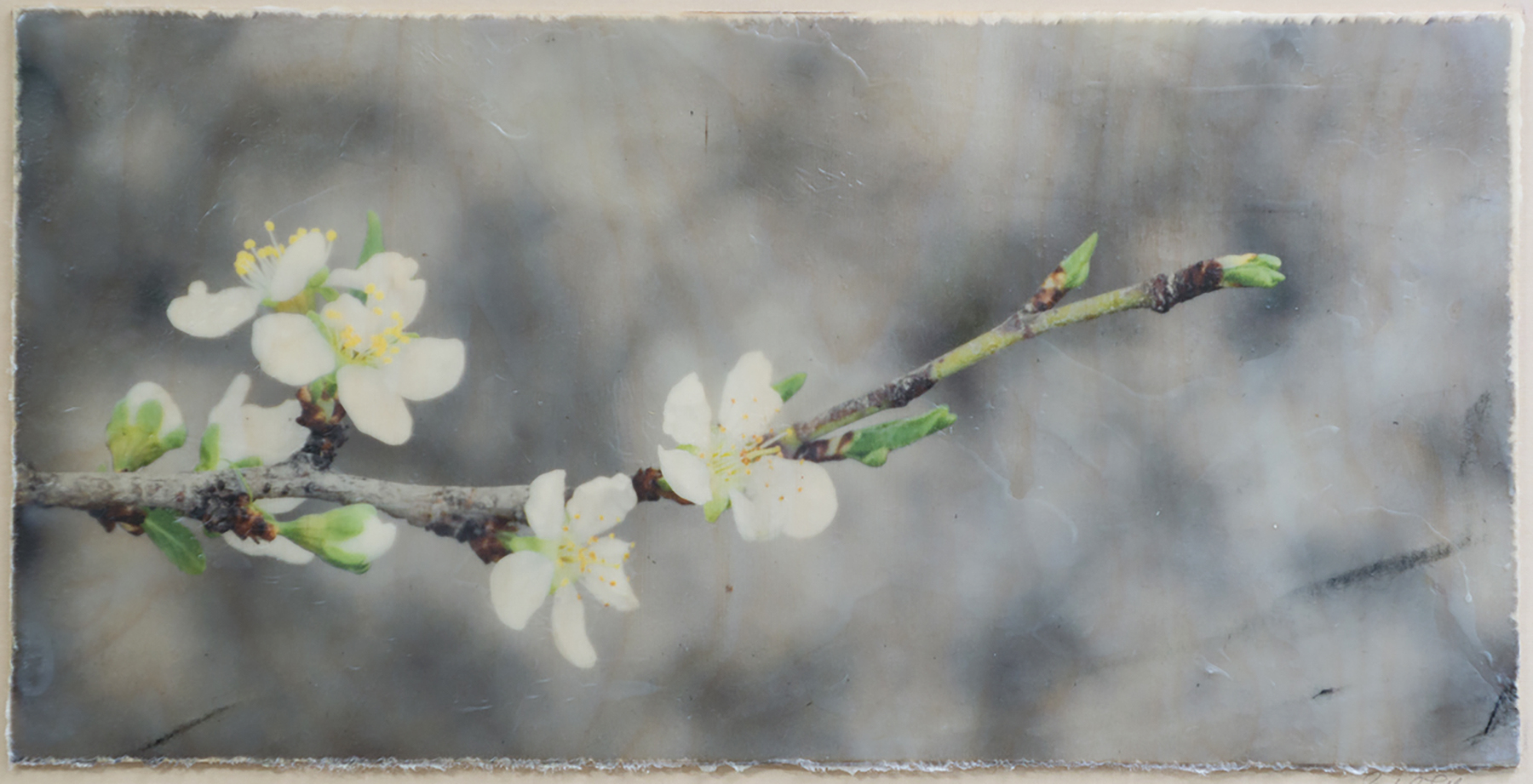 Sandra Lapham: Cherry Blossoms