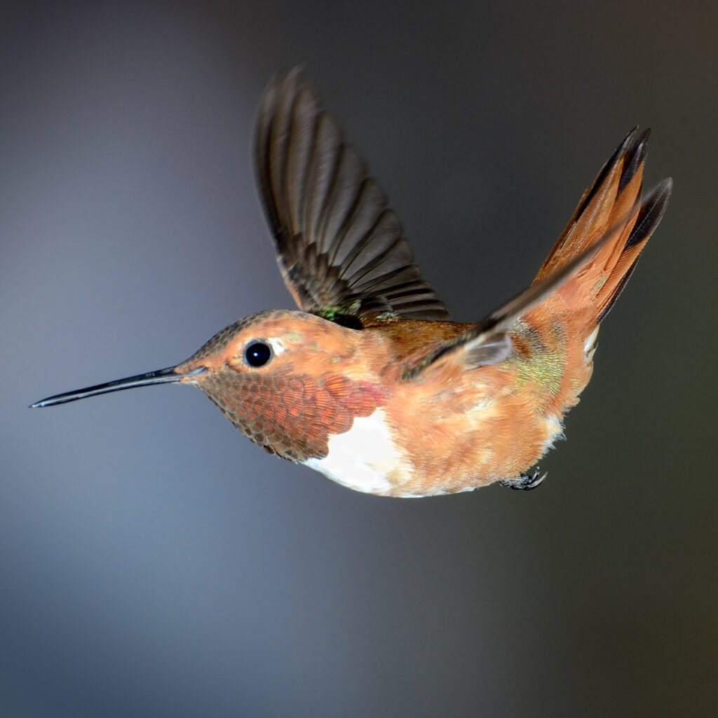 Sandra Lapham: Crescent Rufous