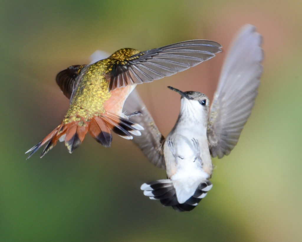 Sandra Lapham: Hummingbird Wars