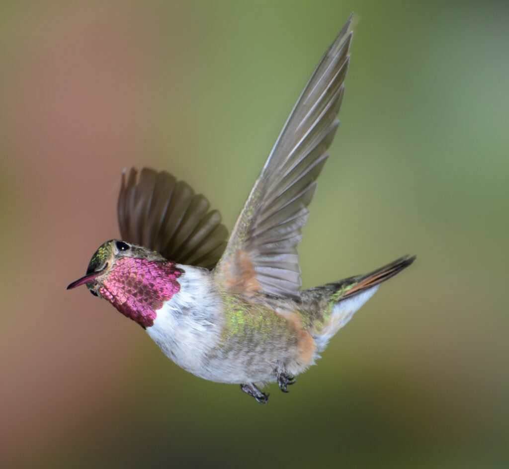 Sandra Lapham: If Hummers Could Smile