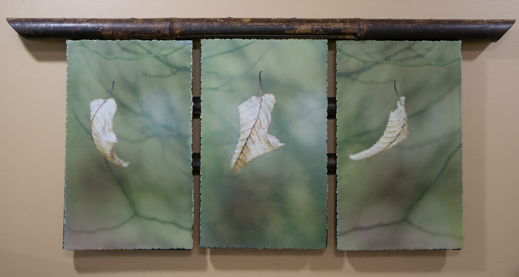 Sandra Lapham: Leaf Study