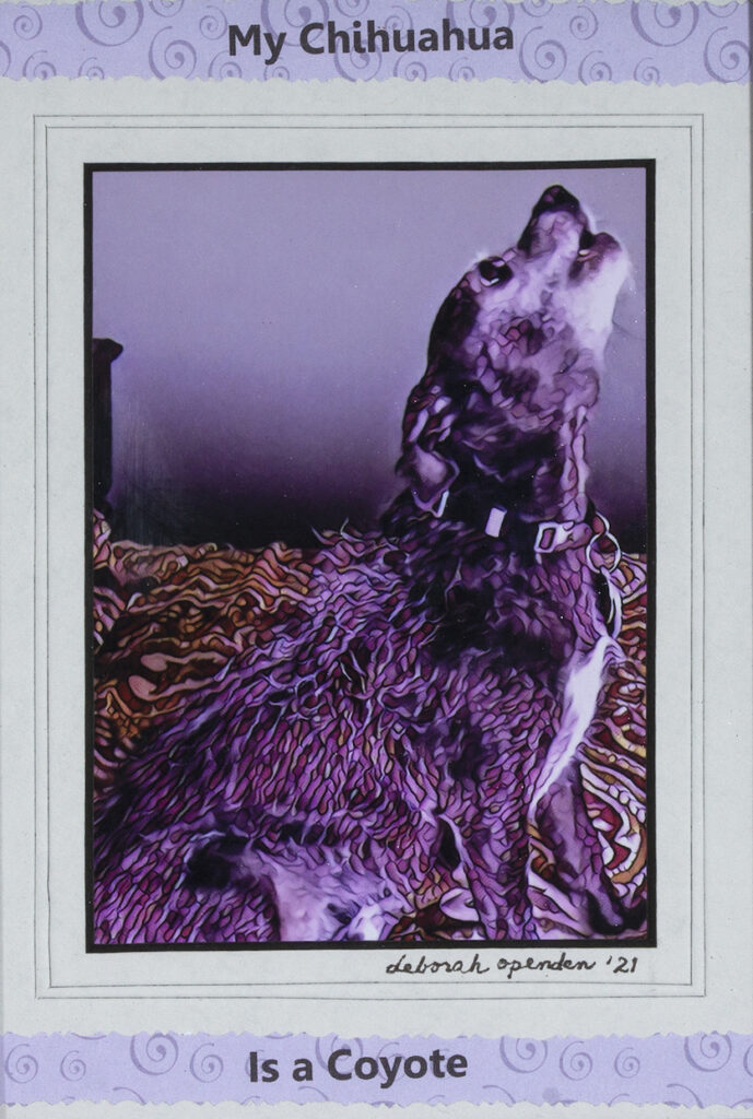 Deborah Openden: My Chihuahua is a Coyote