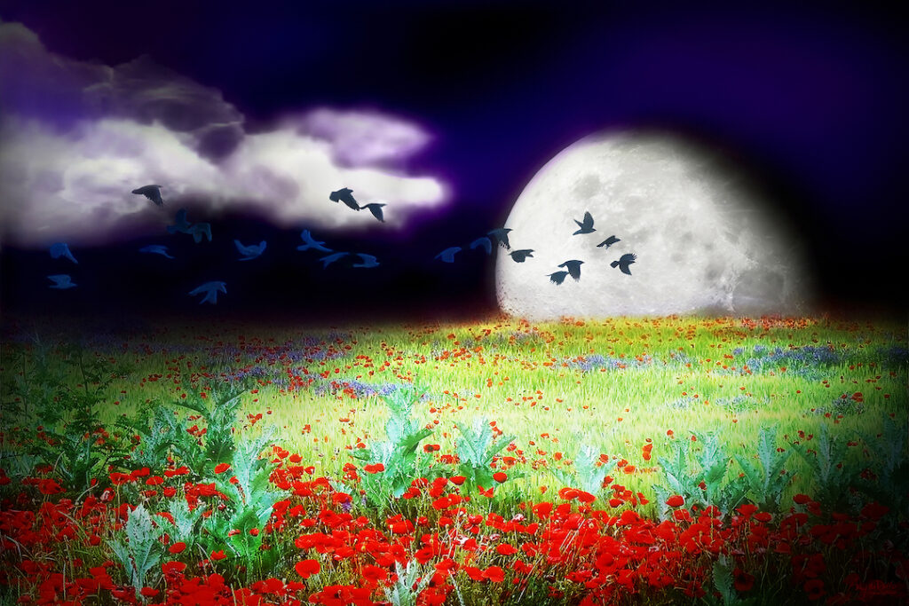 Amy M. Ditto: Nocturne
