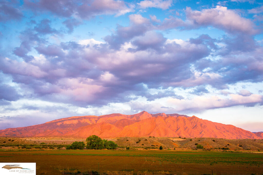 Kent Winchester: Sandia Field