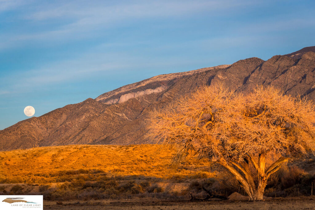 Kent Winchester: Sandia Tree and Moon