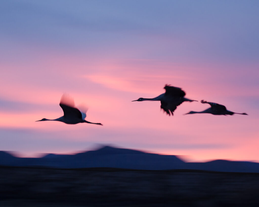 Sandra Lapham: Three Cranes