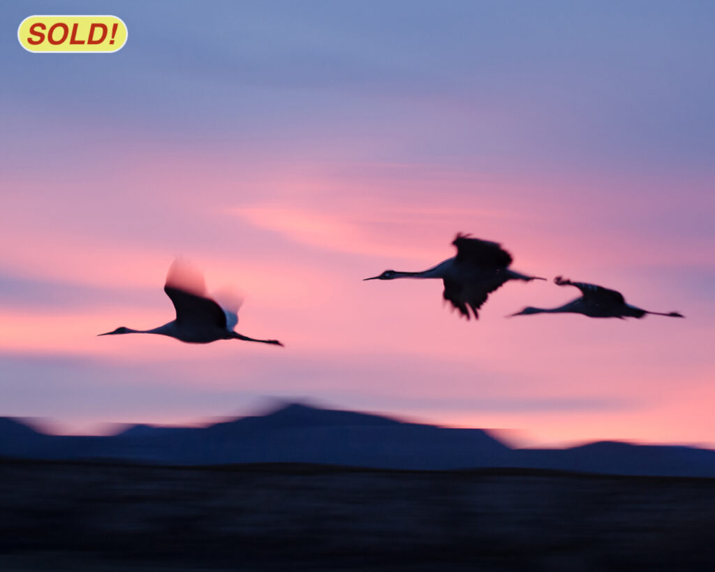 Sandra Lapham: Three Cranes