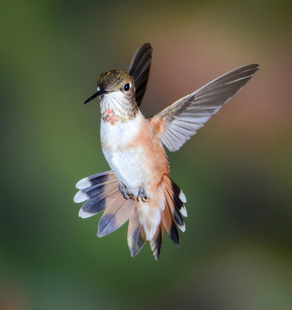 Sandra Lapham: Upright Rufous