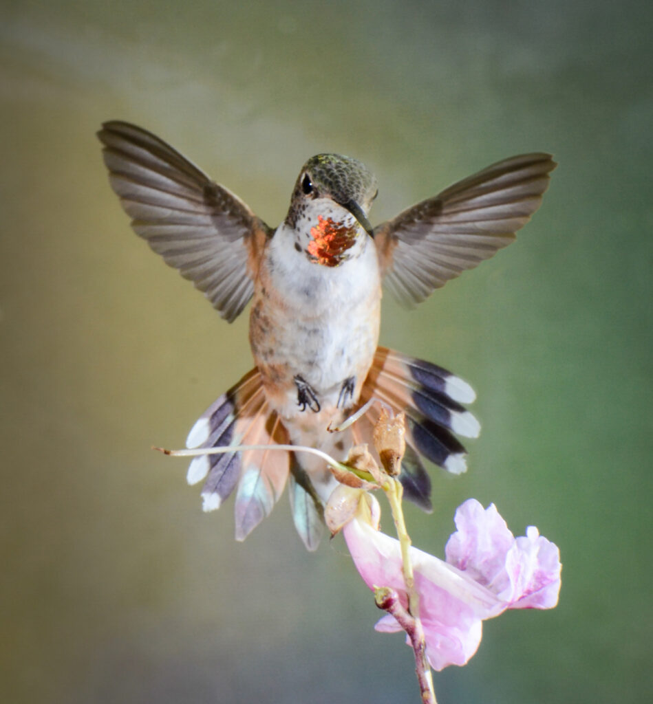 Sandra Lapham: Upright Rufous Pink Flower