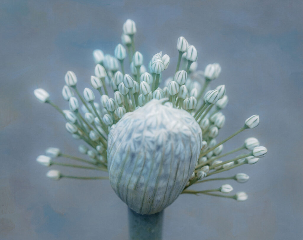 Susan Brandt Graham: Blooming Onion