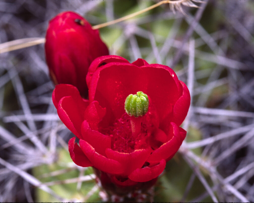 Jerry R. Spurlin: Claret Cup