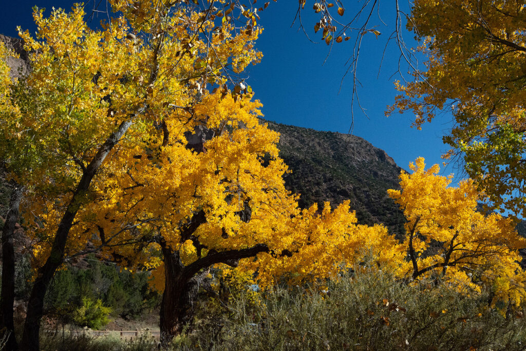 Jerry R. Spurlin: Cottonwood Trees