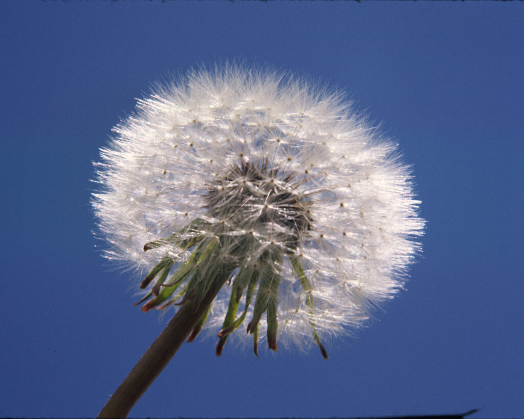 Jerry R. Spurlin: Dandelion Puffball