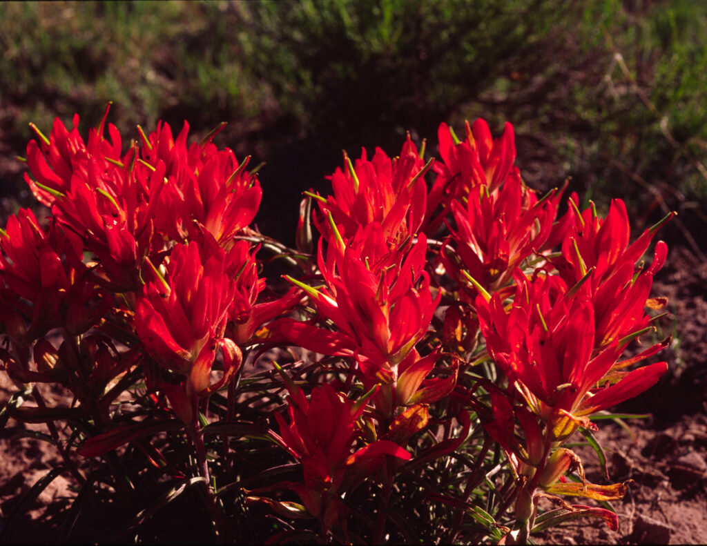 Jerry R. Spurlin: Desert Indian Paintbrush