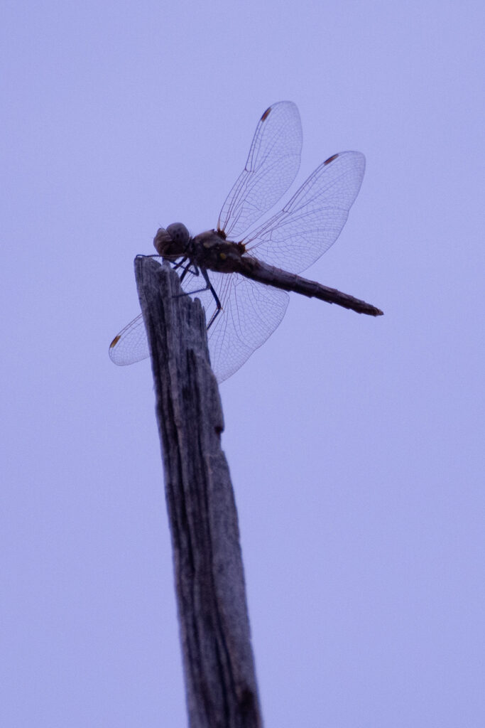 Jerry R. Spurlin: Dragon Fly