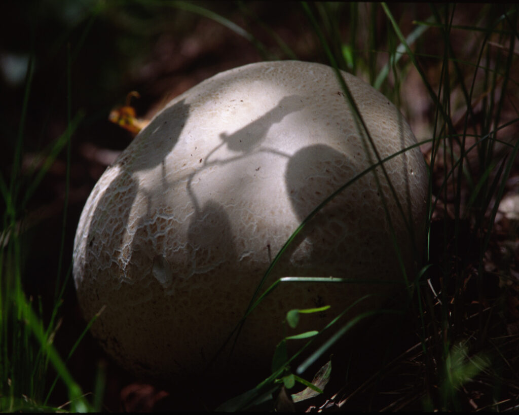 Jerry R. Spurlin: Giant Puffballl