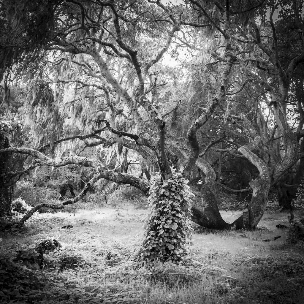 Storm Sermay: I Believe in the Forest