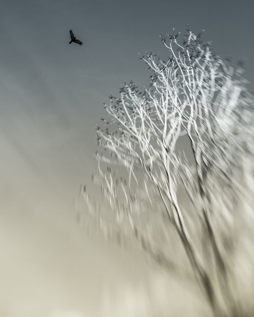 Storm Sermay: I Saw a Raven Very High
