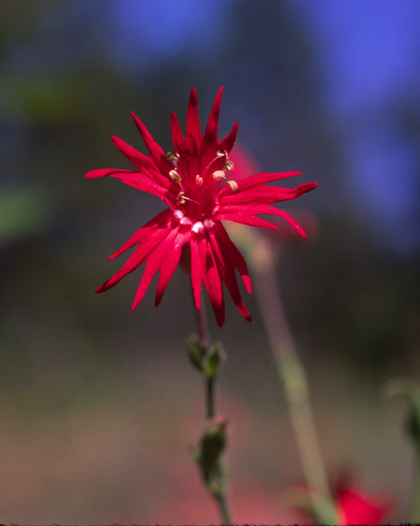 Jerry R. Spurlin: Indian Pink