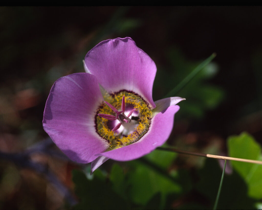Jerry R. Spurlin: Mariposa Lily