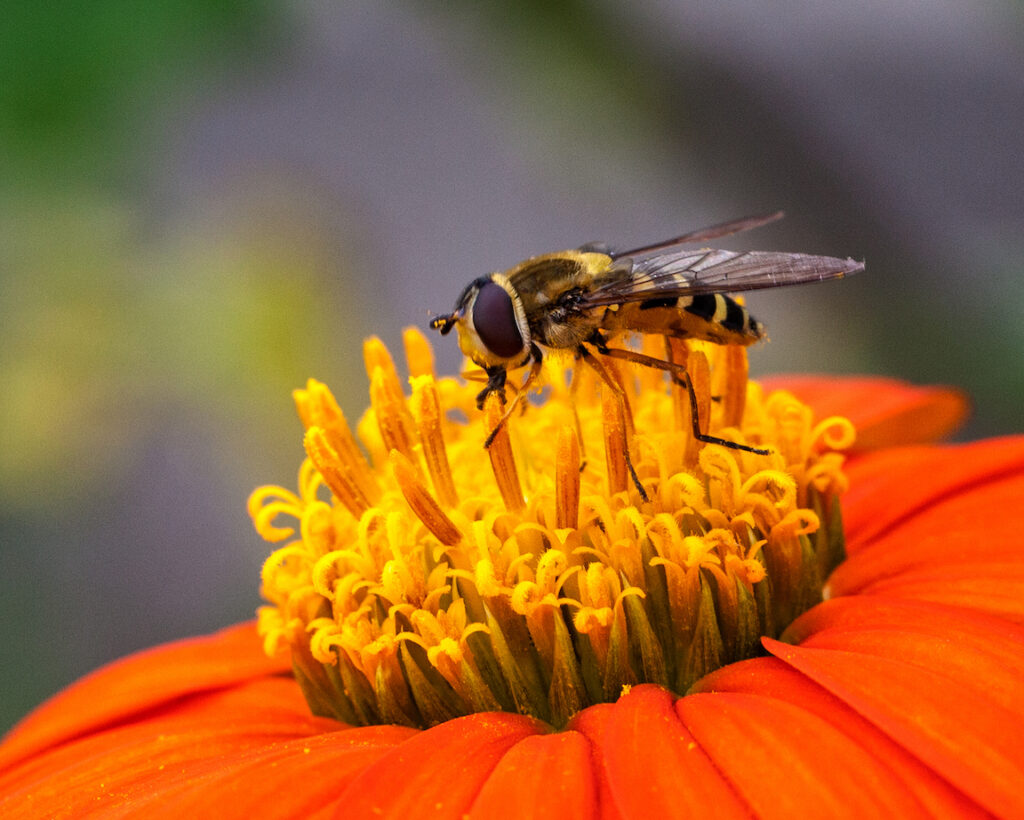 Susan Brandt Graham: Mexican Sunflower