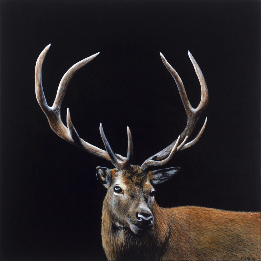 Masha Nolte: Red Stag